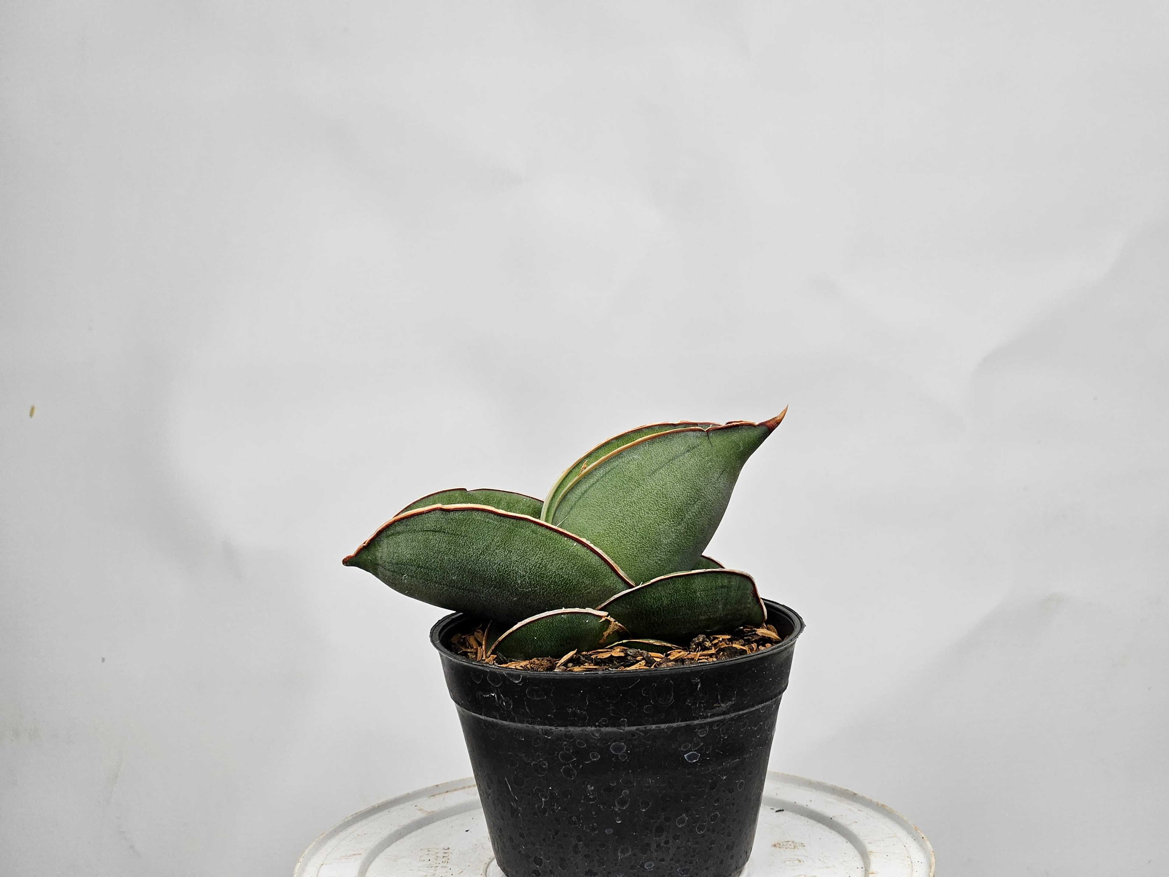 Sansevieria